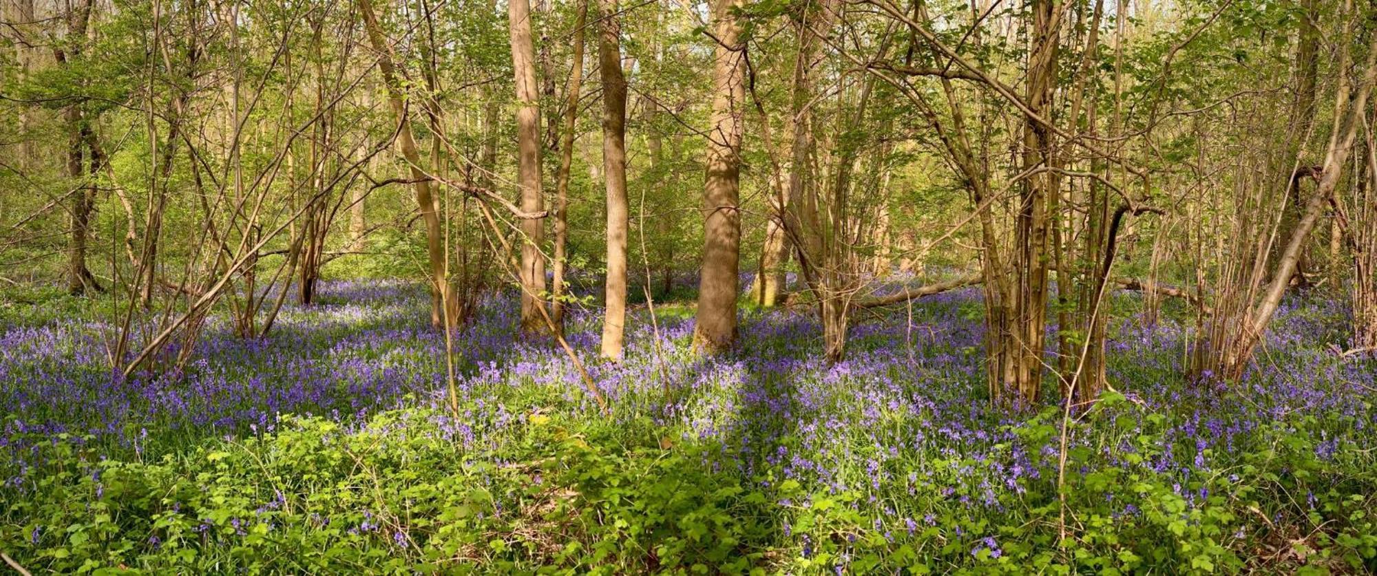 Bluebell Annexe Villa Little Grandsen Eksteriør bilde